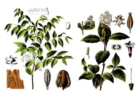 Useful plants, cultivated plants, mahogany tree, Swietenia mahogany and fever bark tree, cinchona