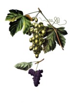 Useful plants, cultivated plants, vine, Vitis vinifera, school picture, authentic reproduction of a