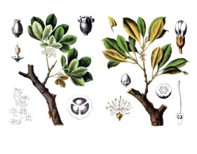 Useful plants, cultivated plants, rubber tree, Siphonia elastica and gutta percha tree, Isonandra