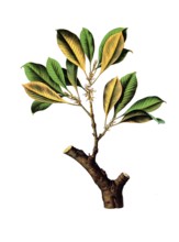 Useful plants, cultivated plants, gutta percha tree, Isonandra gutta, school picture, authentic