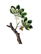 Useful plants, cultivated plants, rubber tree, Siphonia elastica, school picture, authentic