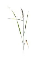 Useful plants, cultivated plants, rice, Oryza sativa, school picture, authentic reproduction of a