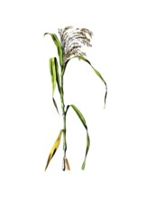 Useful plants, cultivated plants, millet, Panicum miliaceum, school picture, authentic reproduction
