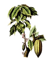 Useful plants, cultivated plants, cocoa tree, Theobroma cacao, school picture, authentic