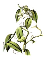 Useful plants, cultivated plants, vanilla, vanilla planifolia, school picture, authentic