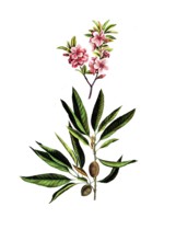 Useful plants, cultivated plants, almond tree, Amygdalus communis, school picture, authentic