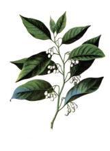 Useful plants, cultivated plants, nutmeg, myristica moschata, school picture, authentic