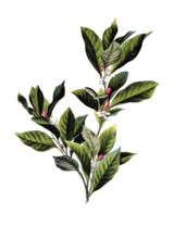 Useful plants, cultivated plants, lime, citrus limonum, school picture, authentic reproduction of a