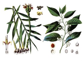 Useful plants, cultivated plants, ginger, Zingiber officinale and nutmeg, Myristica moschata,