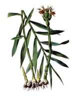 Useful plants, cultivated plants, ginger, Zingiber officinale, school picture, authentic
