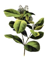 Useful plants, cultivated plants, clove pepper, myrtus pimenta, school picture, authentic