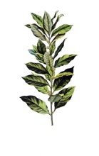 Useful plants, cultivated plants, laurel, Laurus nobilis, school picture, authentic reproduction of