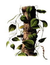 Useful plants, cultivated plants, black pepper, piper nigrum, school picture, authentic