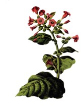 Useful plants, cultivated plants, virgin tobacco, Nicotiana tabacum, school picture, authentic