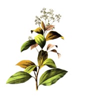 Useful plants, cultivated plants, Ceylon cinnamon tree, Laurus cinnamomum, school picture,
