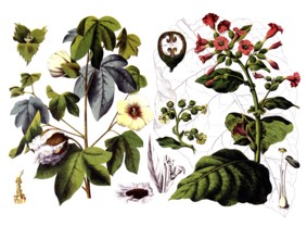 Useful plants, cultivated plants, cotton, Gossypium herbaceum and virginian tobacco, Nicotiana