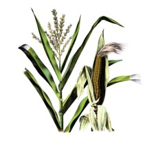 Crop plants, maize, zea maize, school picture, authentic reproduction of a school mural, around