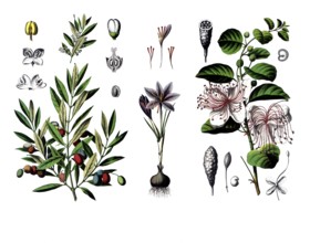 Useful plants, cultivated plants, olive tree, Olea europaea and saffron, Crocus sativus, and caper