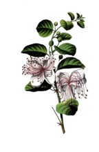 Useful plants, caper bush, Capparis spinosa, school picture, authentic reproduction of a school