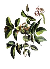 Useful plants, cultivated plants, walnut, Juglans regia, school picture, authentic reproduction of