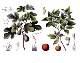 Useful plants, cultivated plants, fig tree, ficus carica and bitter orange tree, citrus vulgaris,