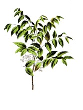 Useful plants, cultivated plants, mahogany tree, Swietenia mahogany, school picture, authentic