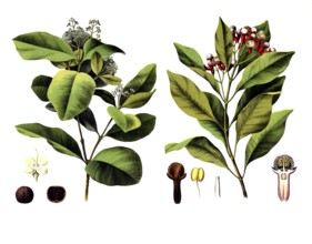 Useful plants, cultivated plants, clove pepper, myrtus pimenta and spice clove tree, Caryophyllus