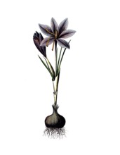 Useful plants, cultivated plants, saffron, crocus sativus, school picture, authentic reproduction