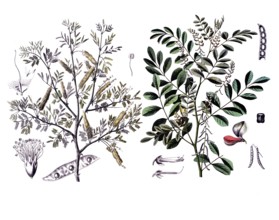 Useful plants, cultivated plants, Verek Gummiacacie, Acacia verek and indigo plant, Indigofera