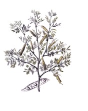 Useful plants, cultivated plants, Verek Gummiacacie, Acacia verek, school picture, authentic