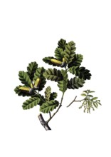 Useful plants, cultivated plants, gall apple oak, Quercus infectoria, school picture, authentic