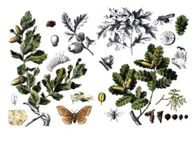 Useful plants, cultivated plants, cork oak, Quercus suber and gall apple oak, Quercus infectoria,