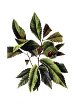 Useful plants, cultivated plants, chestnut, castanea vesca, school picture, authentic reproduction