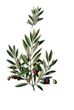 Useful plants, cultivated plants, olive tree, Olea europaea, school picture, authentic reproduction