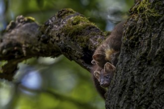 Three young pine martens (Martes martes) playing in front of their den in an oak tree, animal