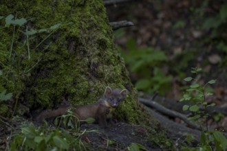 A young pine marten (Martes martes) at the foot of an oak tree, in which the birth den is, animal