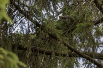 The pine marten (Martes martes) has settled on a very dense spruce branch to spend the day here,