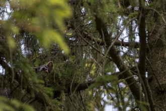 The pine marten (Martes martes) has visibly made itself comfortable on the spruce branch and is