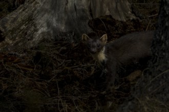 At dusk, the pine marten (Martes martes) goes hunting, night, moonlight, hunting, Denmark