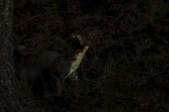 Something in the treetops attracts the attention of the pine marten (Martes martes), perhaps a