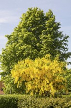 Flowering Golden chain (Laburnum) or Golden rain in front of a chestnut tree in Ystad, Skåne