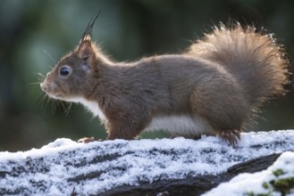 Squirrel (Sciurus vulgaris), Emsland, Lower Saxony, Germany