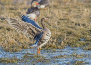 White-fronted goose (Anser albifrons) with spread wings on a wet meadow with other birds, Dümmer