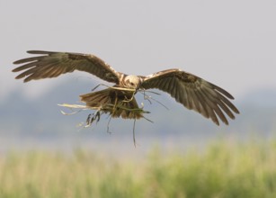 A female marsh harrier (Circus aeruginosus) with outstretched wings flying with twigs in her
