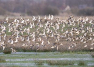 Large flock of ruff (Calidris pugnax) in flight over a grassy landscape, Dümmer nature park Park,
