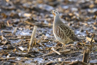 A grey partridge (Perdix perdix) stands on a ground covered with maize stubble in the cold season,