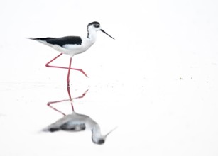 A black-winged Black-winged Stilt (Himantopus himantopus) walks elegantly in the water, its