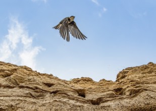 A sand martin (Riparia riparia) flies into the blue sky over a sand excavation with nesting burrows