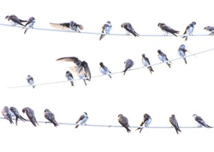 Many swallows Sand martins (Riparia riparia) sitting on wires in a communal cluster against a white