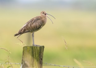 Eurasian curlew (Numenius arquata) calling with long open beak on a fence post in green